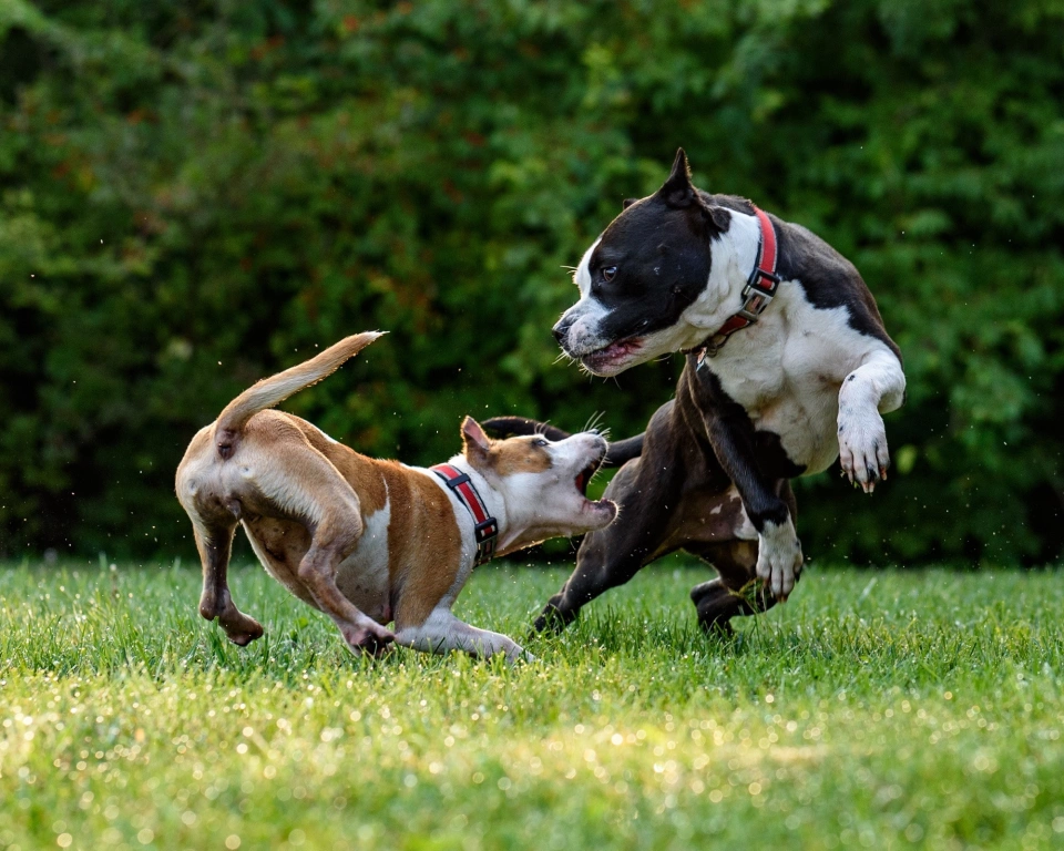 Dangerous dog bites johnston withers lawyers